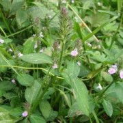 四川宏益生物 深耕植物提取，驅動大健康產業創新