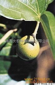 山茱萸提取物中Loganin的研發(fā) 從植物精華到10:98高效制備